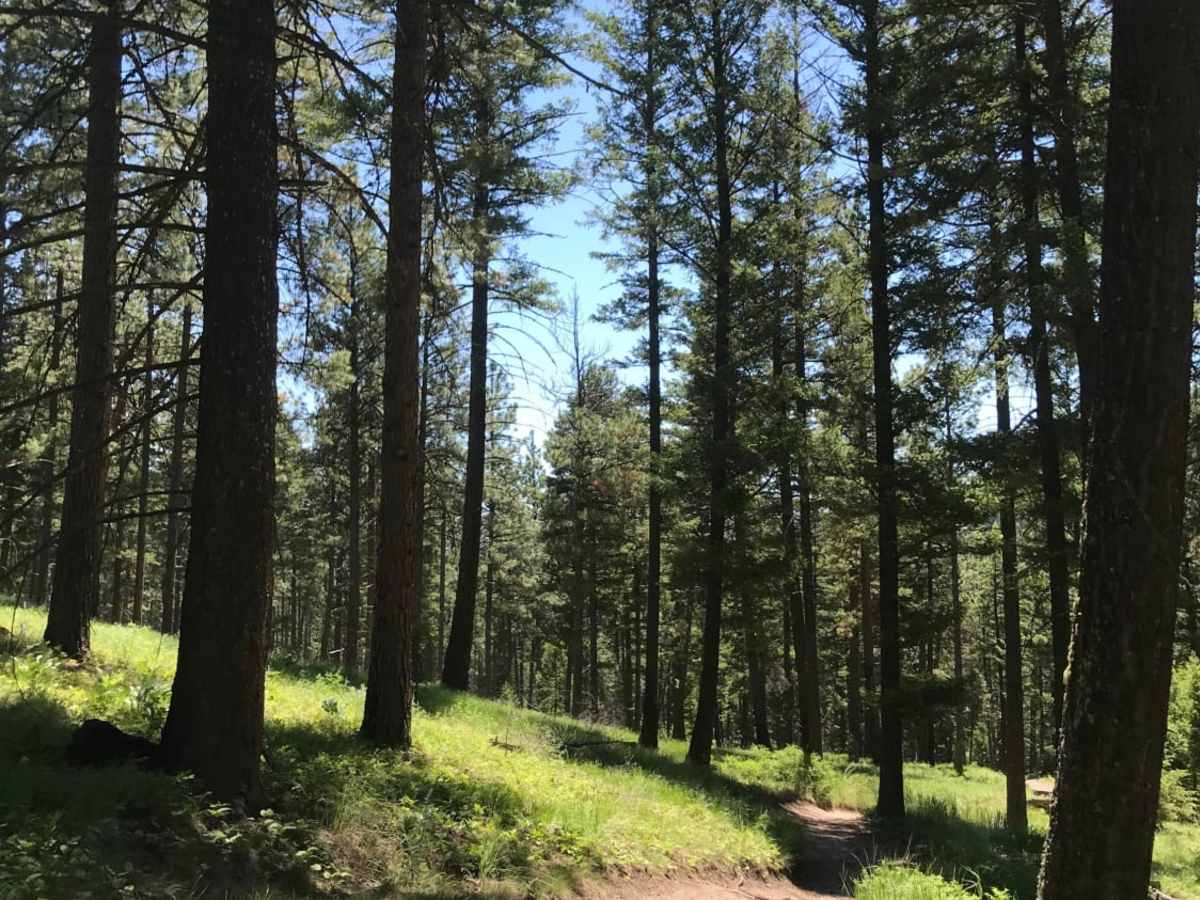 Blue Mountain Single Track trail photo