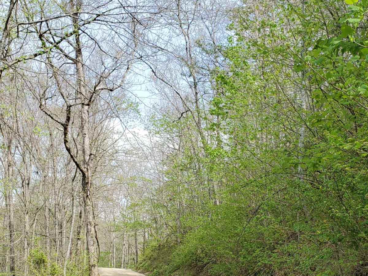 Beech Timber trail photo