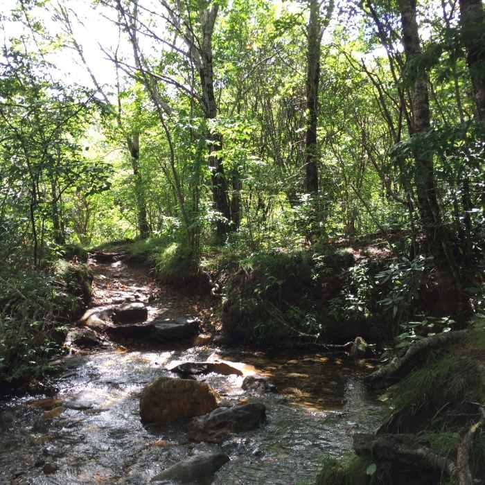 Near Graveyard Fields Upper Falls Trail