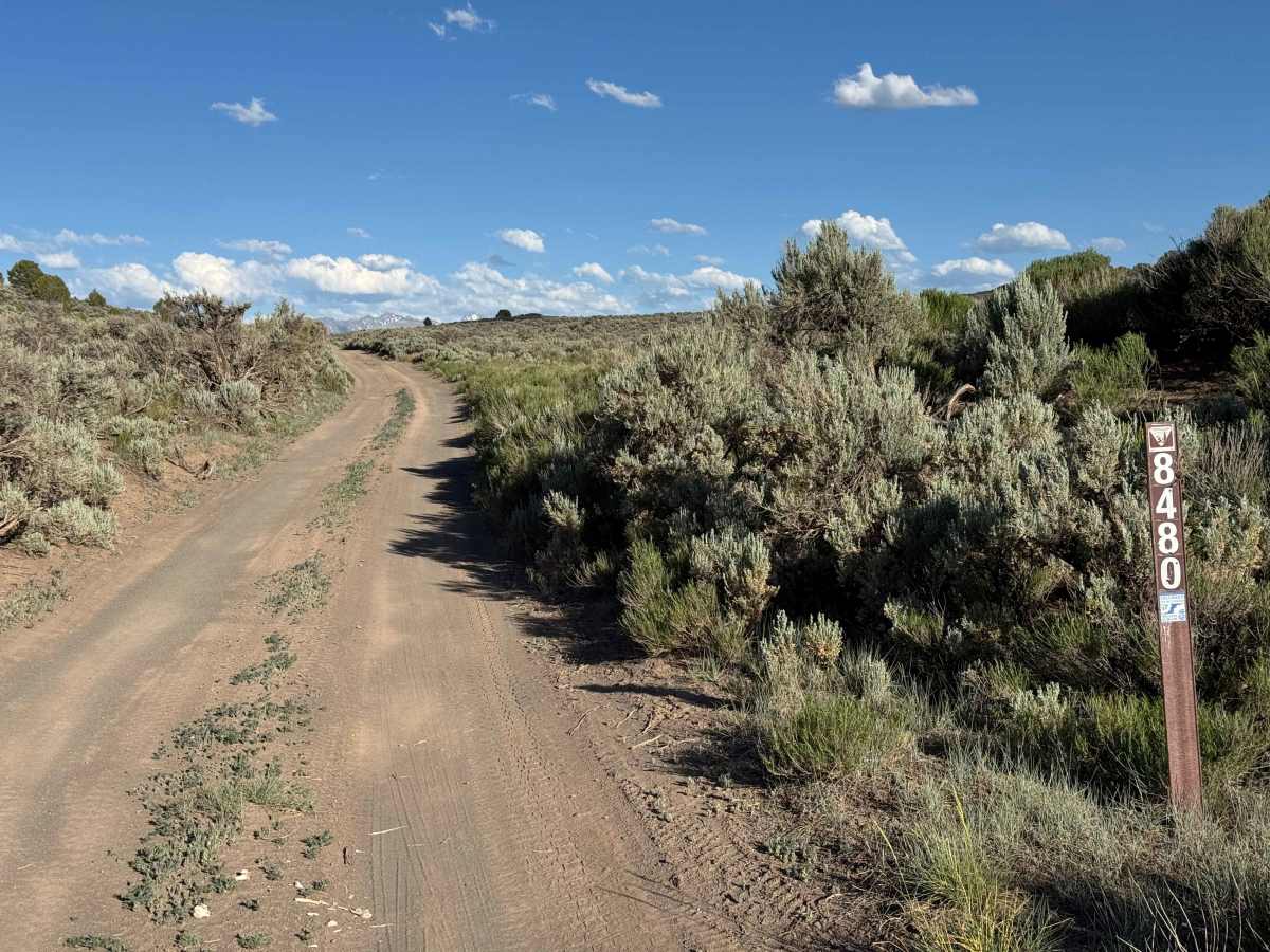 BLM 8480 photo 2