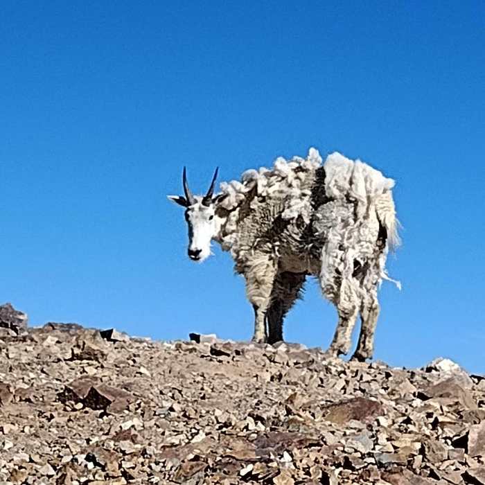 Near Red Cone Whale Peak Adventure Loop
