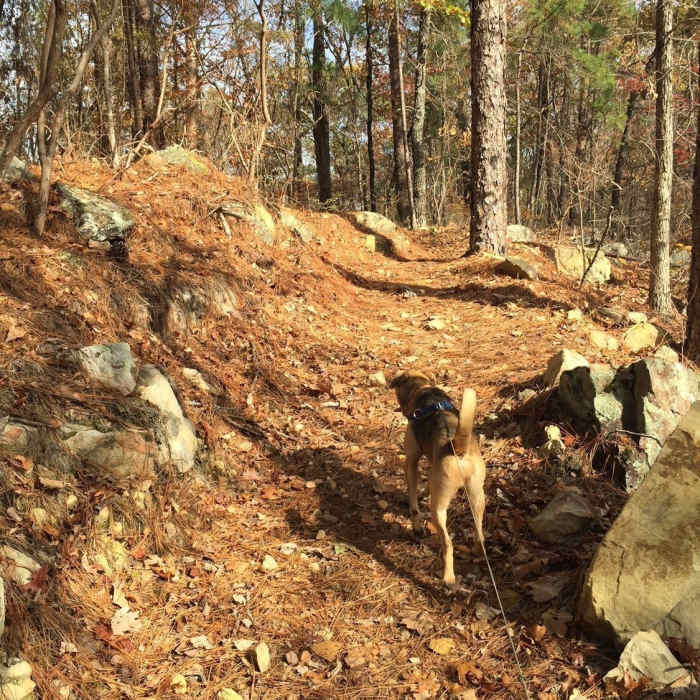 Fido is allowed but must be on a leash Near Narrows Ridge Full Loop