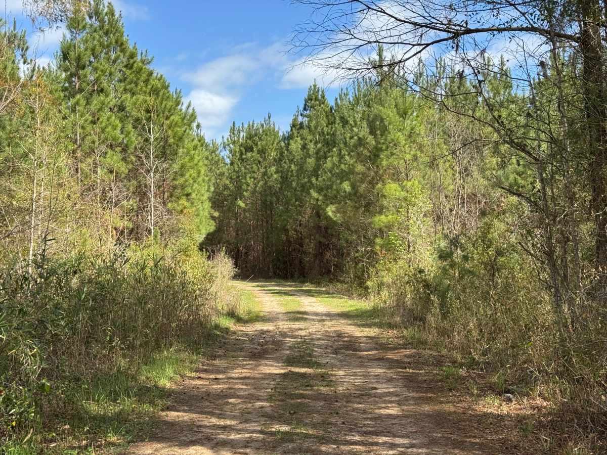 Dubignon Hammock Road photo 2
