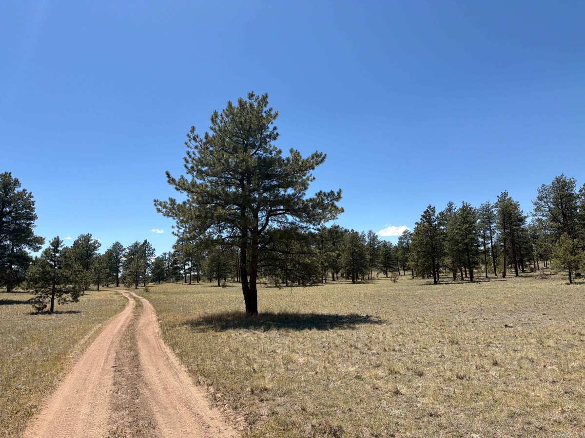 Wiggler Loop Road - FS 243.1B photo 4