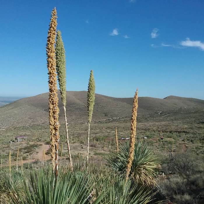 Near Agave Sidetrack
