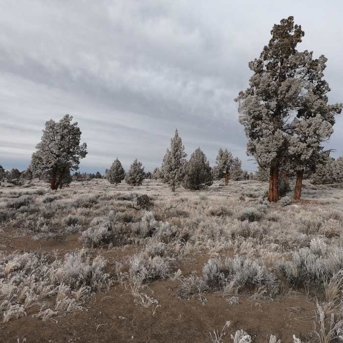 Frost covered junipers along Dry River Trail (12-29-2020) Near Dry River/Badlands Rock Loop