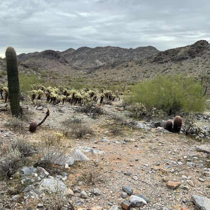 Near Piestewa Peak Summit Via Freedom Trail