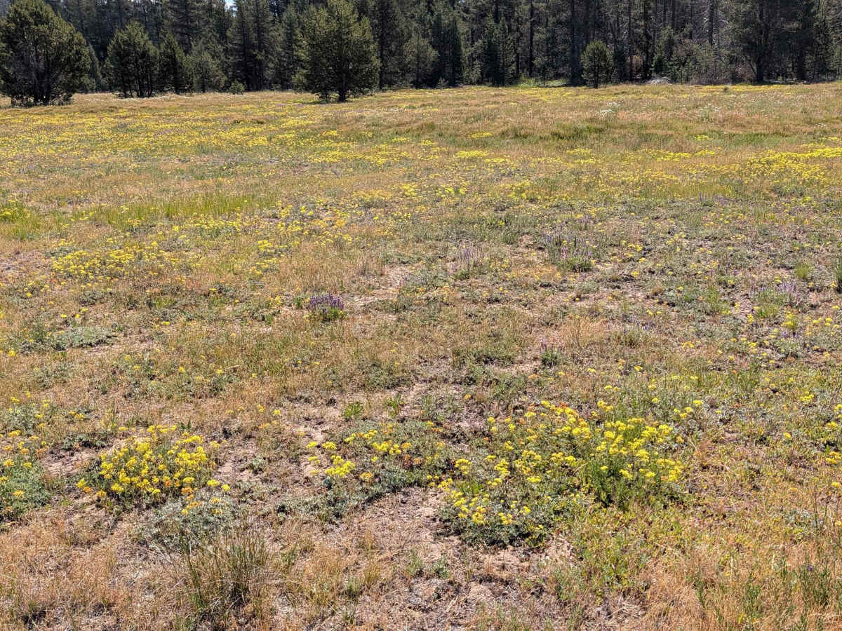 Horse Spur A - FS 44N08A photo 4