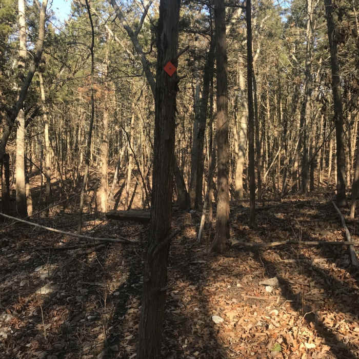 Common trail marking (look up high as they were installed by people on horseback) Near Berry Bend West