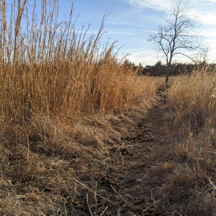 Meadow that the trail begins from near Roby lake. Near Big Piney Loop Hike Via Cutoff