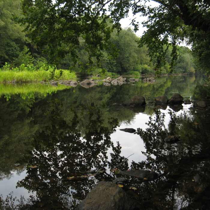 White Pines Nature Preserve Near White Pines Loop