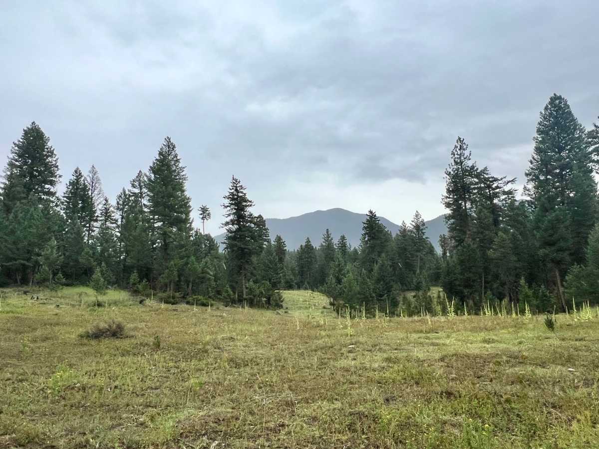 Loon Lake Cutover photo 3
