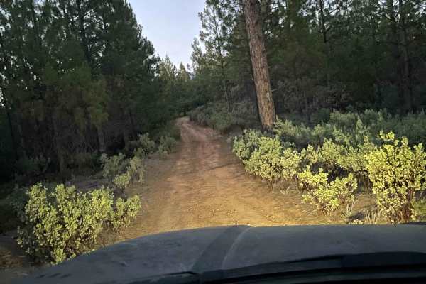 The Rut
