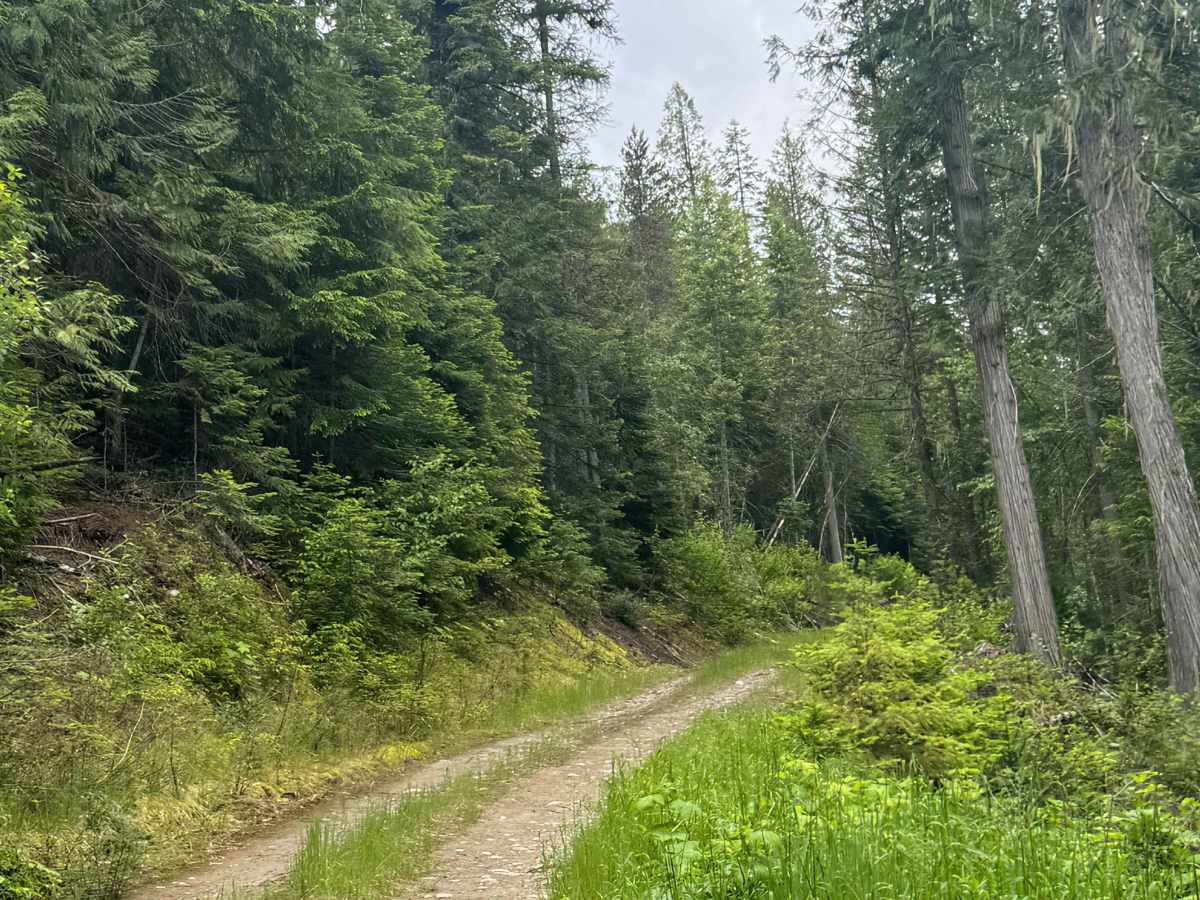 Pewee - FS 3165-325 trail photo
