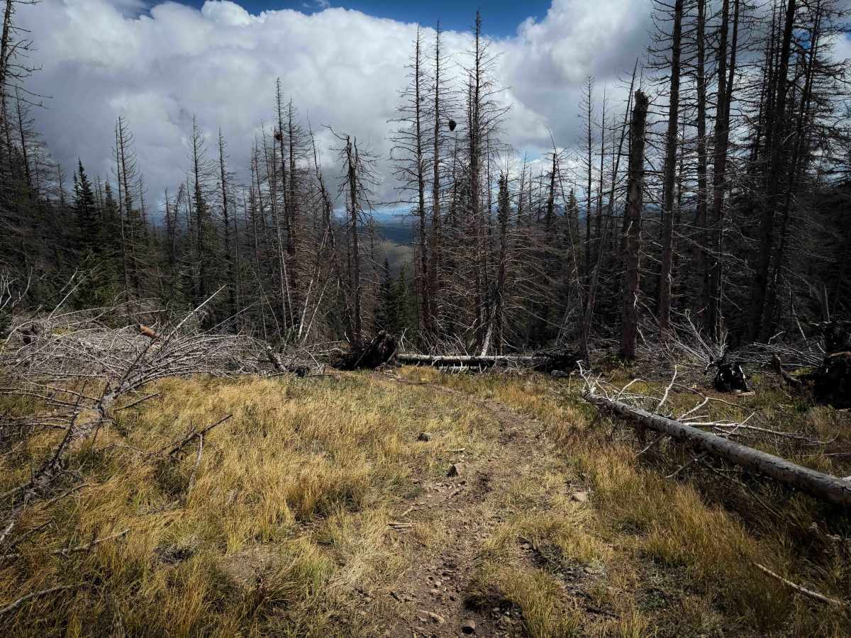 Comales Cutoff Trail  photo 6