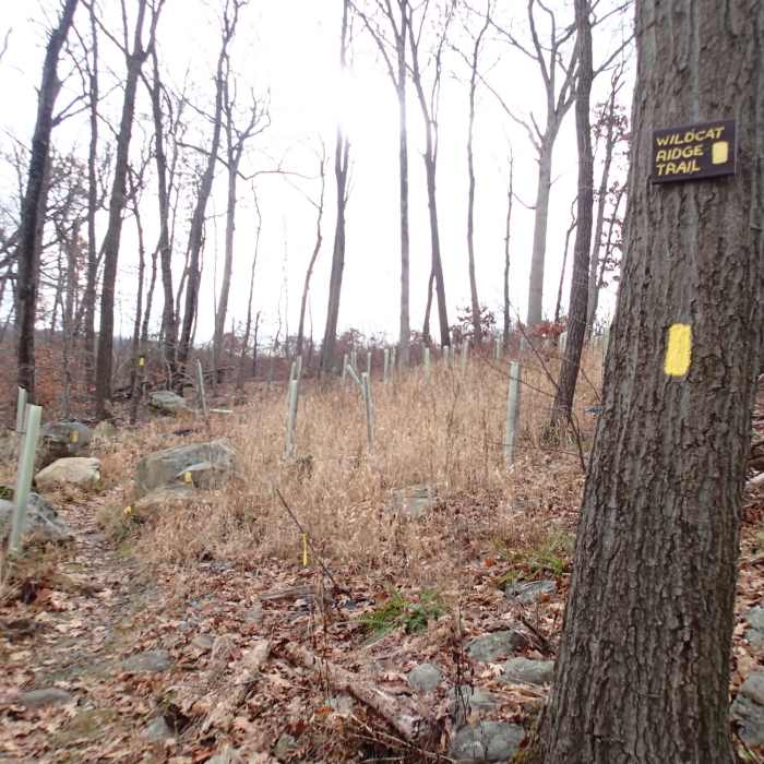 Near Hawks Watch via Wildcat Ridge Trail
