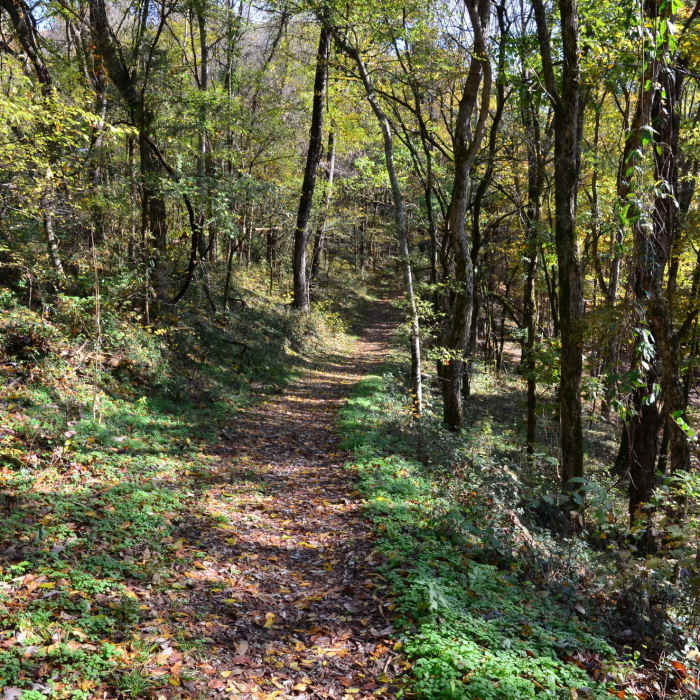 Near Edgar Evins Loop