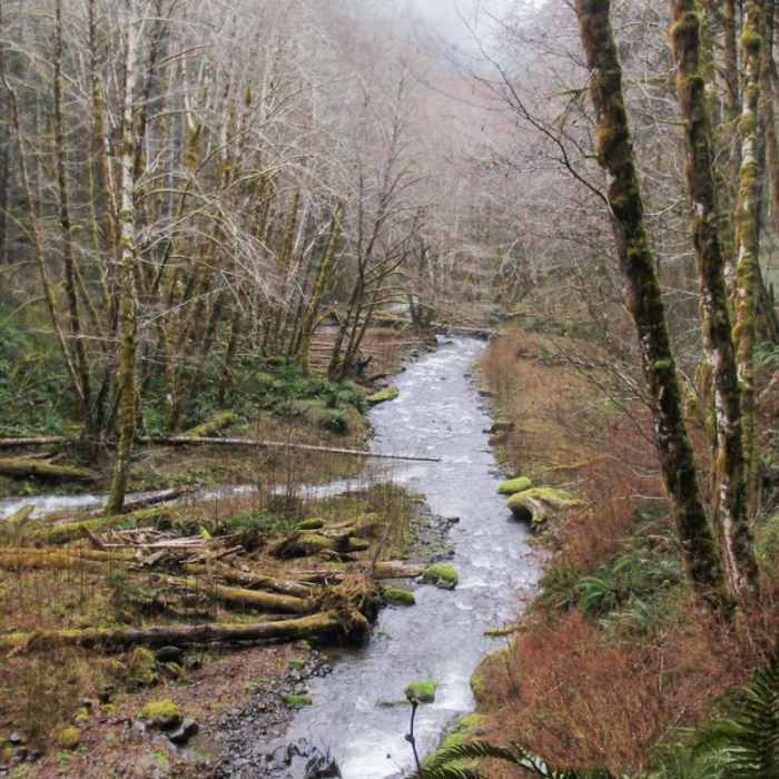 Near Gales Creek Trail