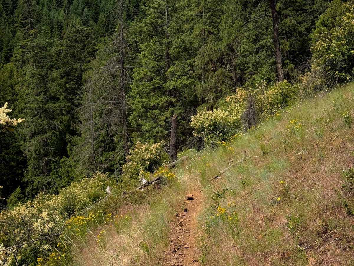 Steep Creek  trail photo