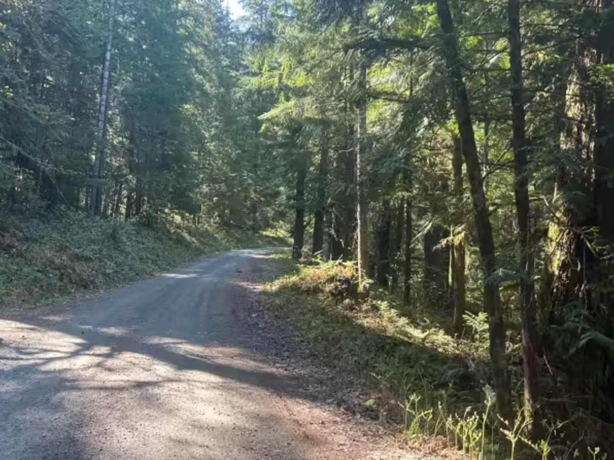 Lava Creek Road trail photo