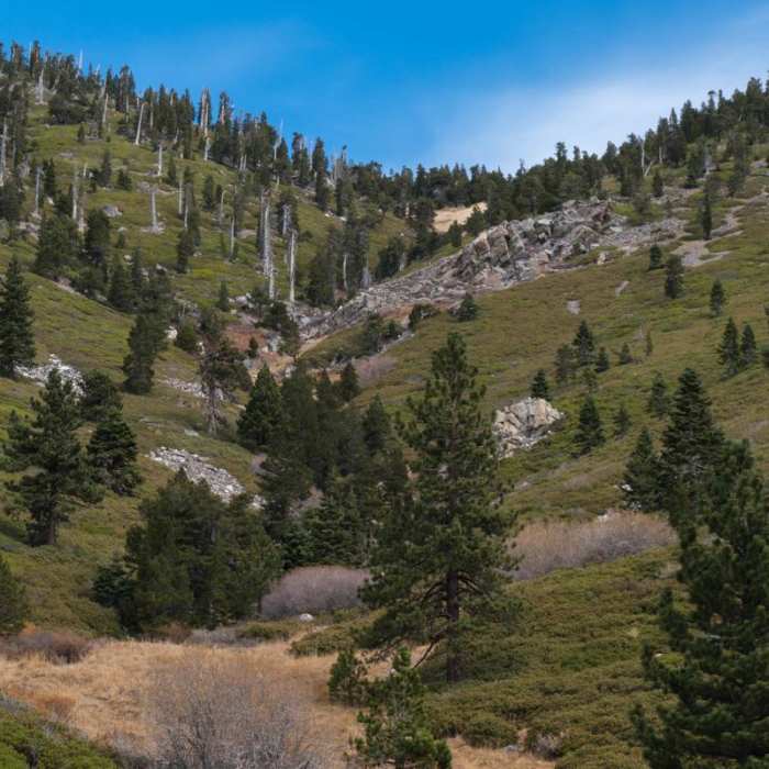 Near San Gorgonio via Momyer Creek Trail + Vivian Creek Trail