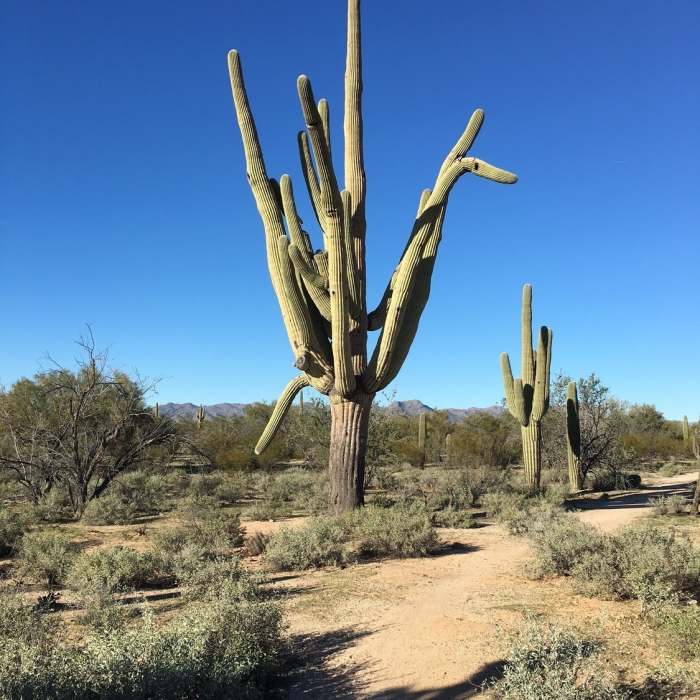 Near Arthur Pack Loop