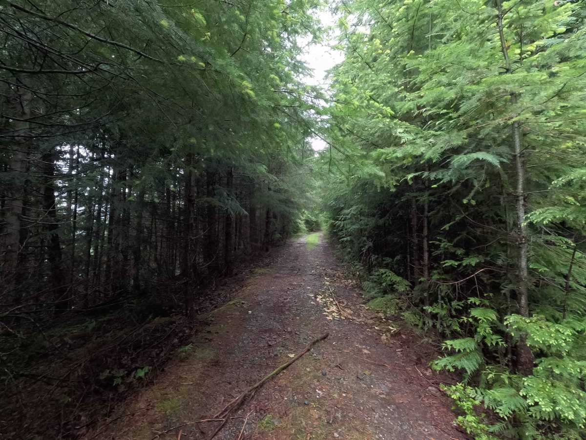 Upper Illabot Road - FS 16 photo 2