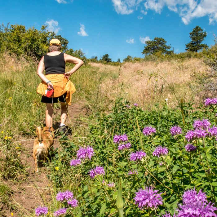 Near Lariat Trail + Stone Temple Circuit
