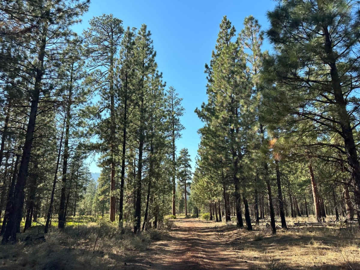 Sisters to Trout Creek Butte Trails photo 3