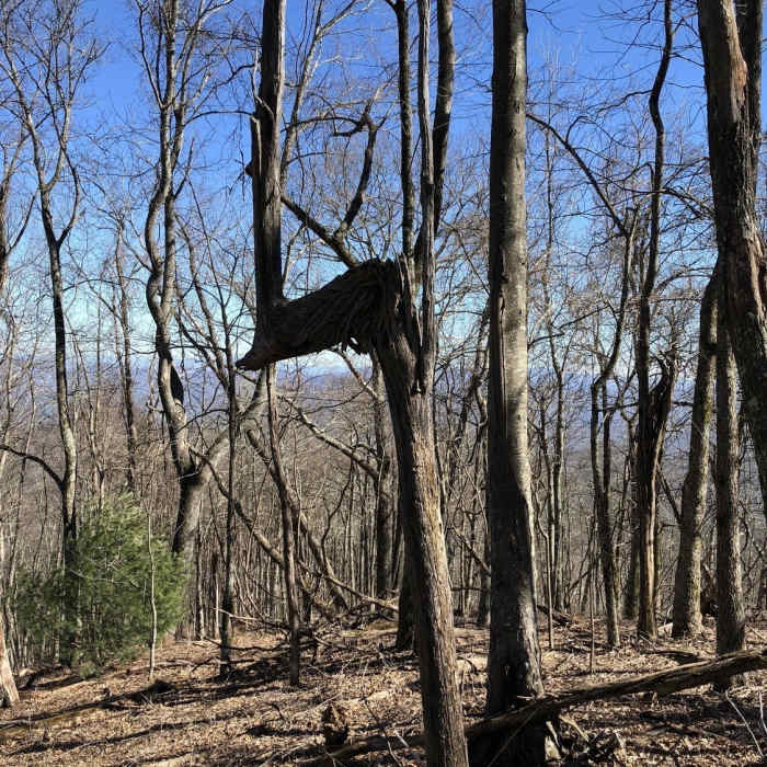 "Trail tree" on Rocky Mountain Near Stanley Gap Trail #165