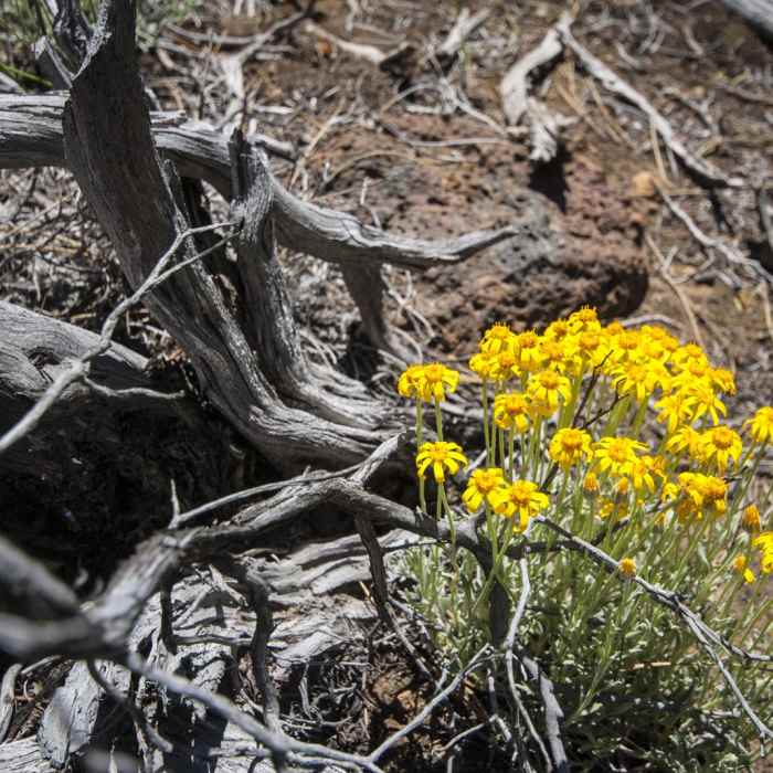 Near Upper Whychus Creek Trail