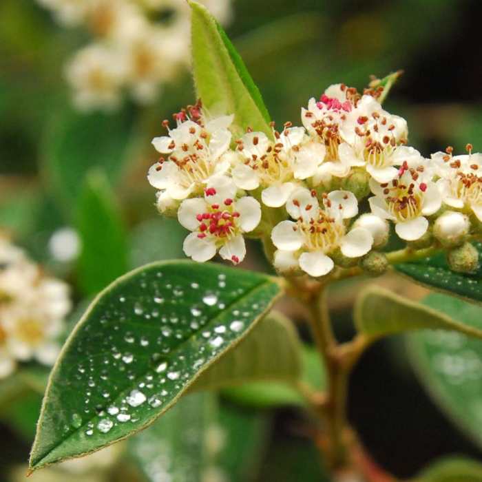 Near Muir Woods via Deer Park Fire Road