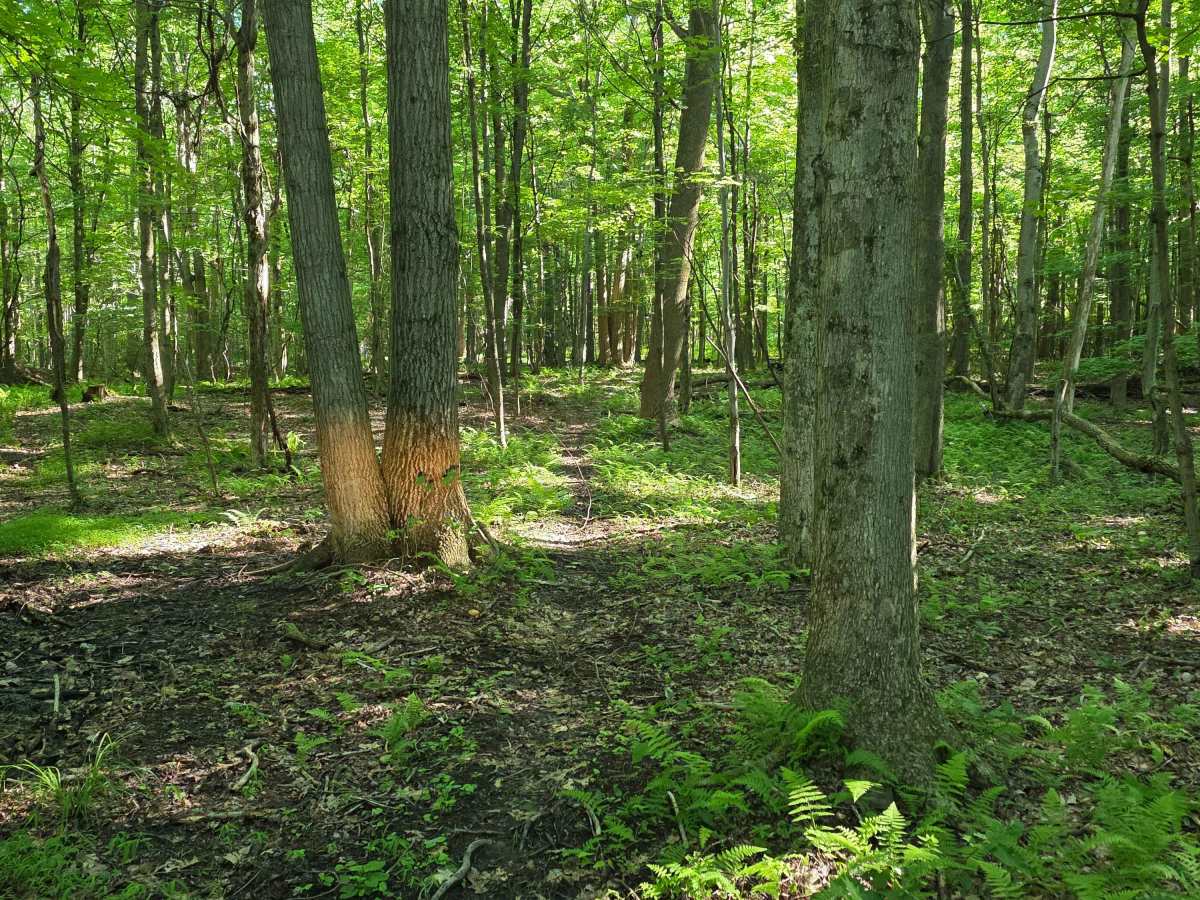 Single Track C7 photo 3