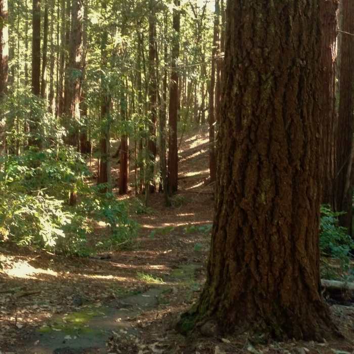 Near Big Slide Trail