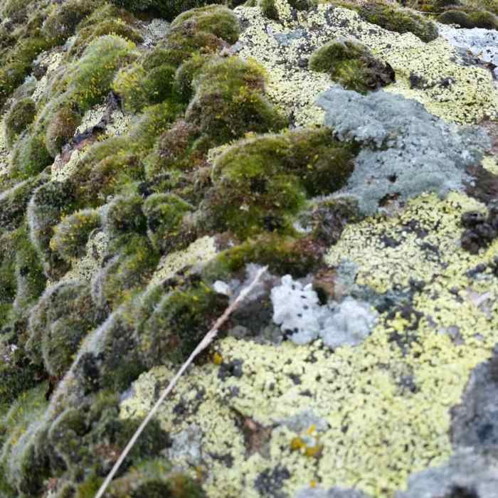 Mosses and lichens are perfect examples of high desert ecology, and can be seen on the Short Draw Trail. Near Short Draw