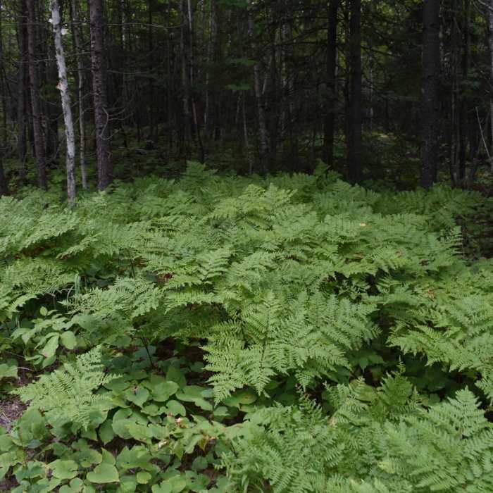 Near Lake Vermilion-Soudan Underground Mine State Park Hiking Club Trail