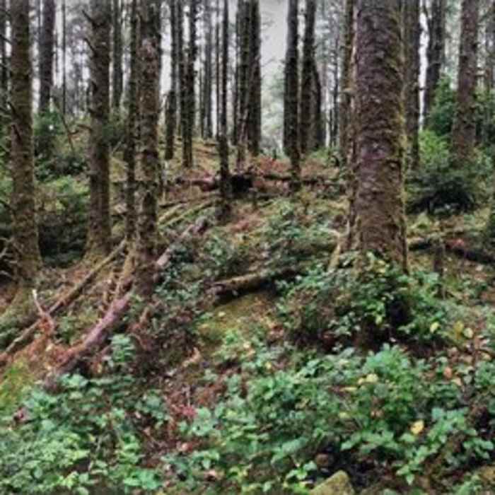 Near Heceta Head Trail