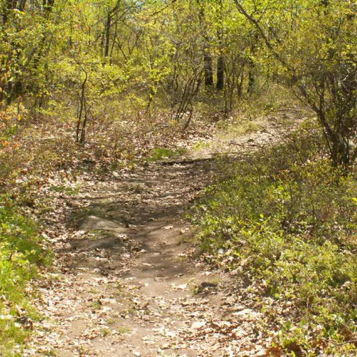Looking up Whipple Hill. Photo provided by Town of Lexington, Conservation Division. Near Whipple Hill Loop