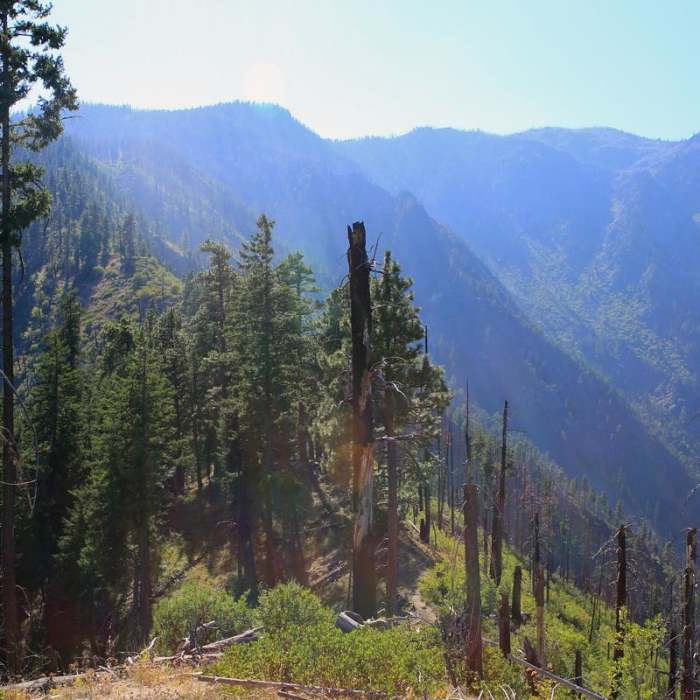 Near Icicle Ridge Viewpoint Out-and-Back
