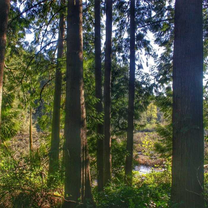 Near Big Pond Viewpoint