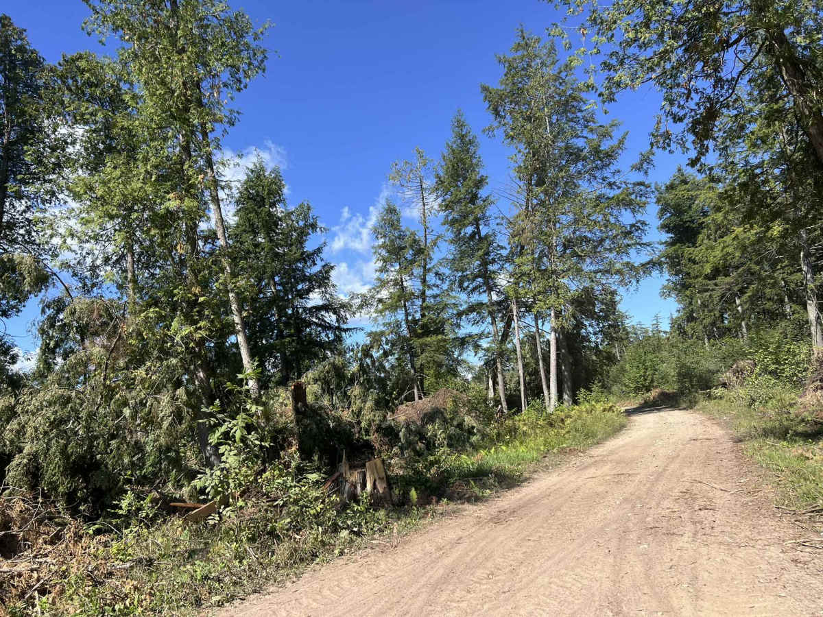 Fir -  Forest Road 13042 photo 5