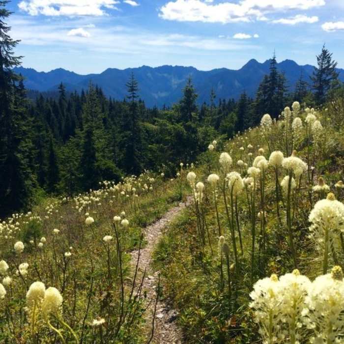 Near Black and White Lakes Trail