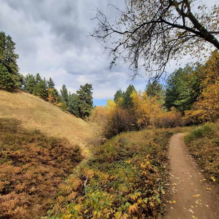 Near Apex + Enchanted Forest Loop