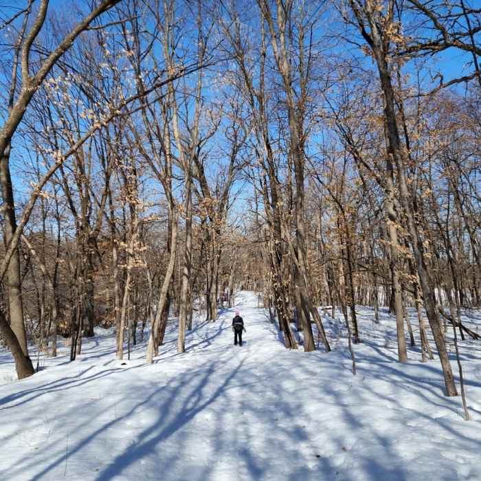 On the Aspen Trail in late winter. Near Carver Park Reserve - Lowry Nature Center