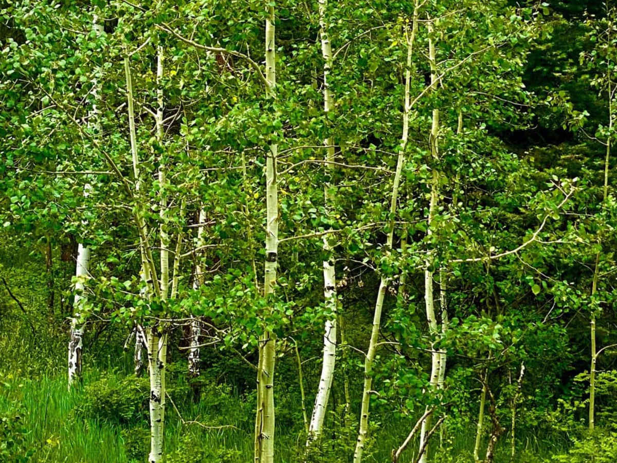 Four Mile Falls & Lake Trails-Fr Rd 645 photo 3