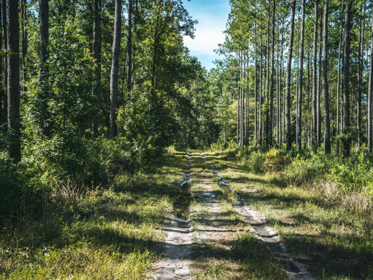 North South Spur Road - Four Creeks State Forest photo 5