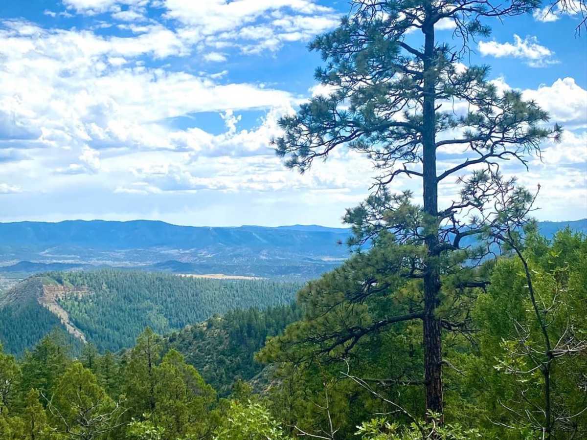 Eight Mile Mesa B-USFS Rd #651B photo 6
