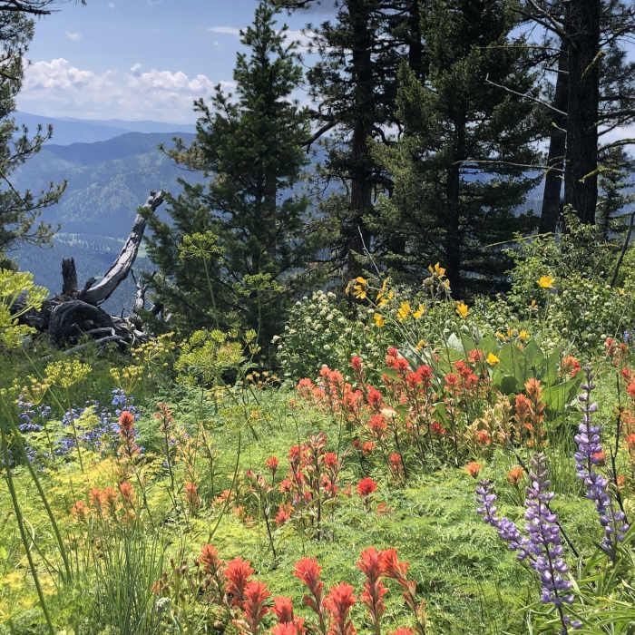 Near House of Sky Trail