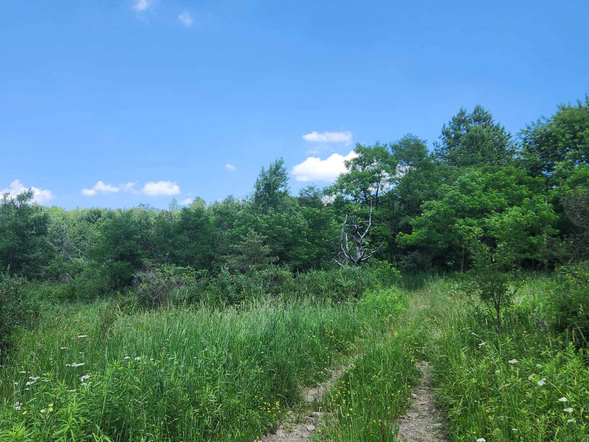 Trail 8C - Rock Run Recreation Area photo 6