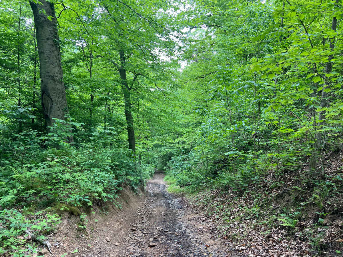 Counterfeit Branch Trail - Q64 photo 3